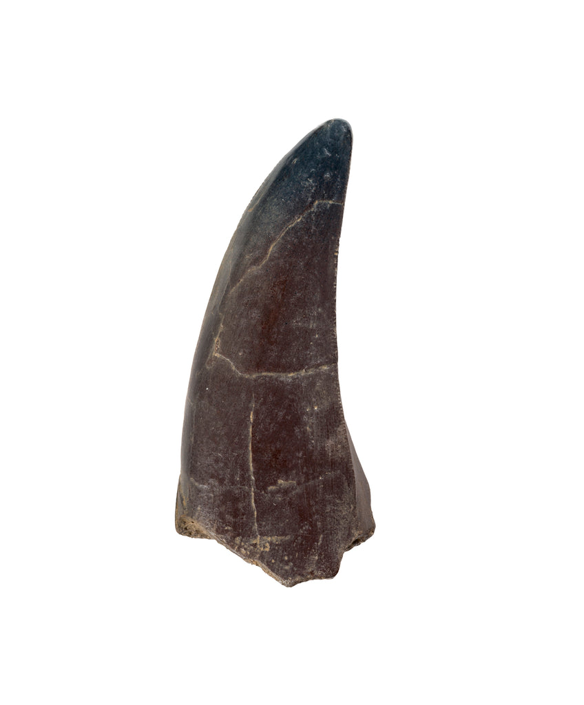 クリスマス価格　Tyrannosaurus tooth 化石　歯根　8cm Fossil Replica T-REX Tooth – Museum Shop at DMNS