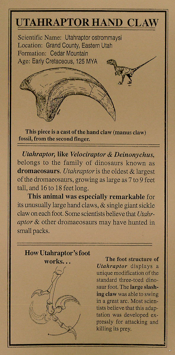 Fossil Replica Utahraptor Claw – Museum Shop at DMNS